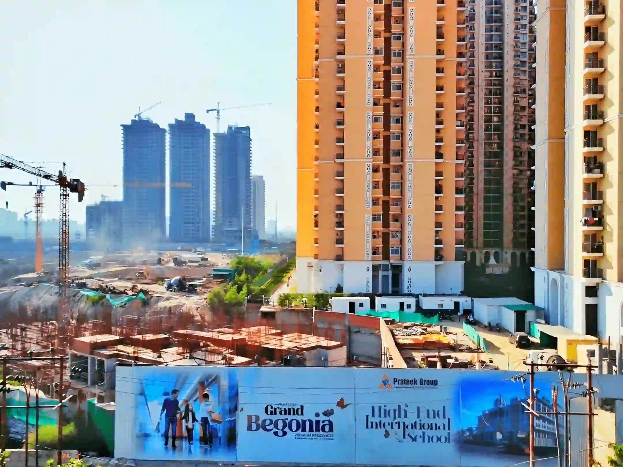 Prateek Grand Begonia